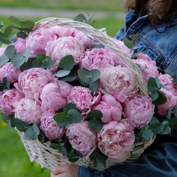 51 пион в корзине в Никосии